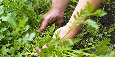 Person tending to plants in the garden